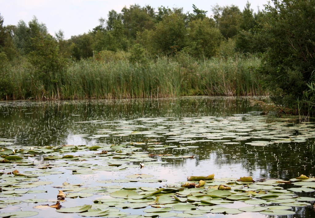 Camomba Tienhovense plassen